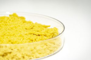 live resin crumble in petri dish zoom glass cannabis concentrate display